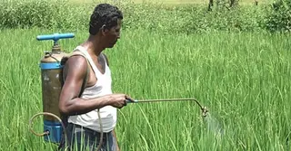 আমদানিতে নির্ভরতা কমিয়ে দেশে উৎপাদন হবে বালাইনাশক